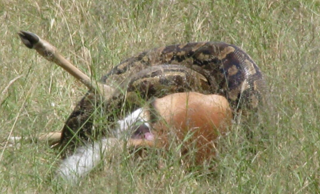 27 python vs impala 2 copy